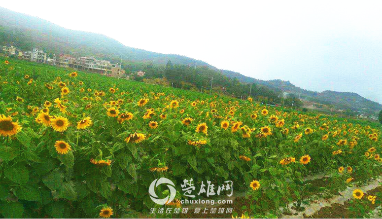 QQ图片20160818103949.png