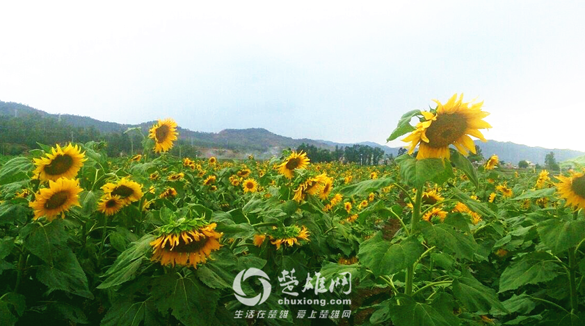 QQ图片20160818103810.png