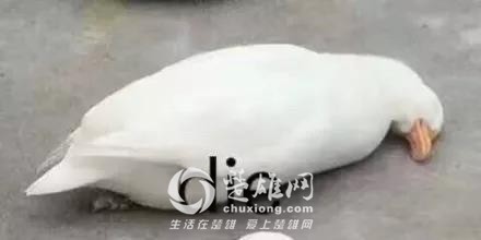1528421547983819.jpg