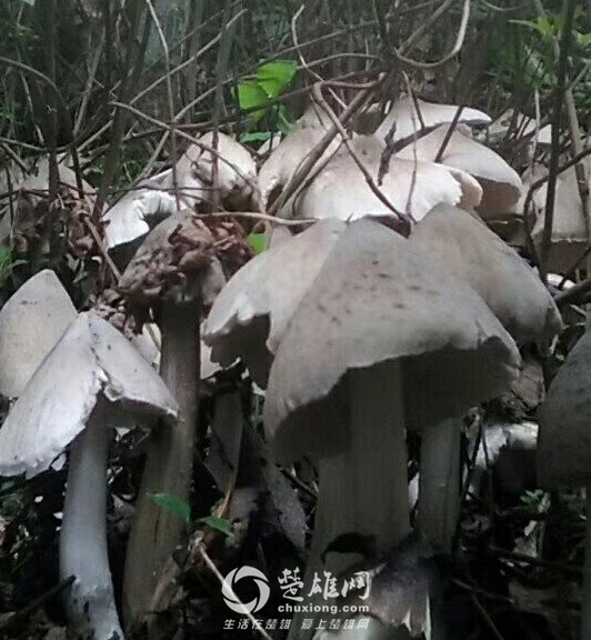 QQ图片20180906153311.png