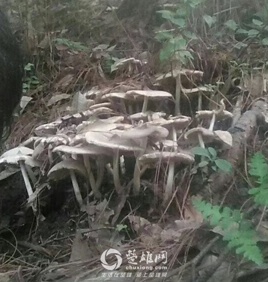 QQ图片20180906153326.png